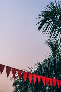 自然，天空，日落，云彩，明亮，椰子树，白天，绿色