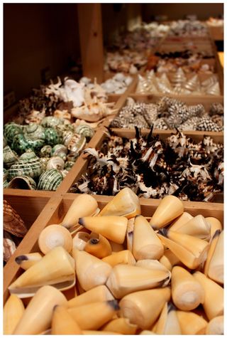 贻贝，甲壳类动物，收藏，橙色，多样性，可食用，大类物体，食物