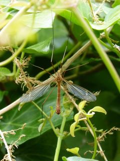 蚊子，细节，刺，昆虫，烦人，一只动物，野生动物，野生动物