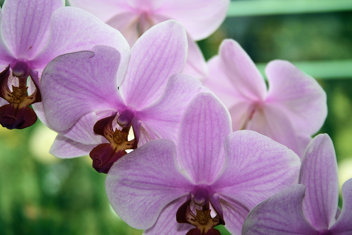 花，虎鲸，宏，自然，开花，兰花，特写，花房