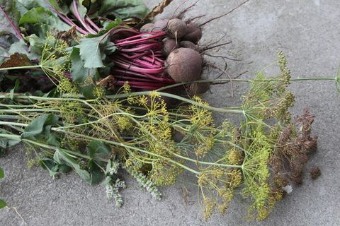 自然，植物，饮食，叶，白颊，红颊，花园