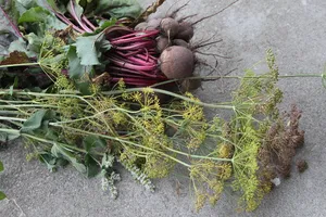 自然，植物，饮食，叶，白颊，红颊，花园
