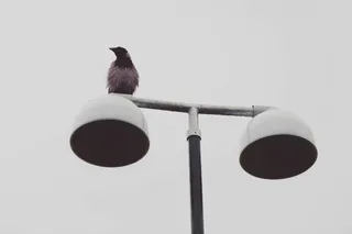 黑色，鸟，休息，灯柱，灯柱，灯柱，动物，灯柱