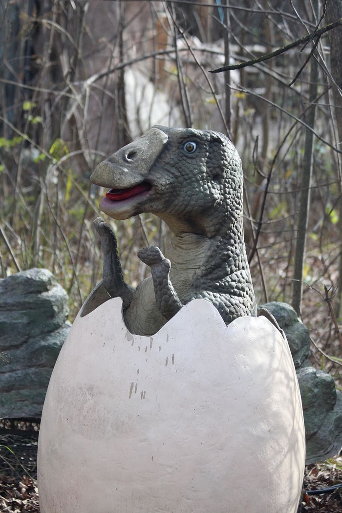 幼年，蛋，恐龙宝宝，自然，动物，生活的自然，户外，恐龙