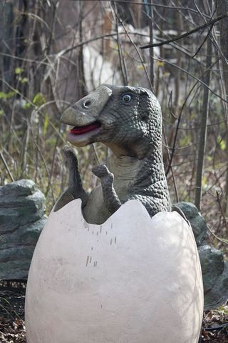 幼年，蛋，恐龙宝宝，自然，动物，生活的自然，户外，恐龙