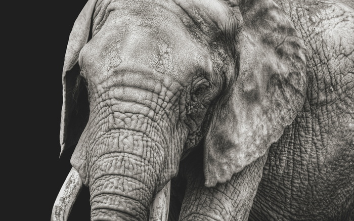 大象，特写，黑白，动物，皱纹，肖像，动物主题，哺乳动物