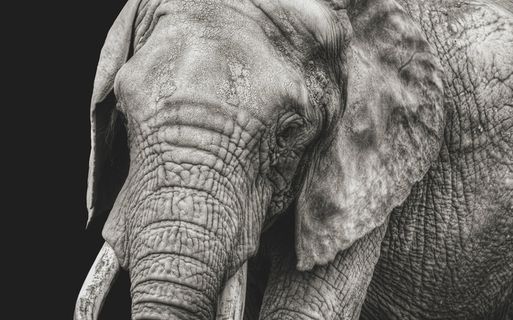 大象，特写，黑白，动物，皱纹，肖像，动物主题，哺乳动物
