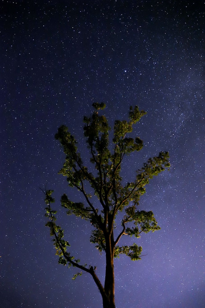 满天繁星的绿叶树