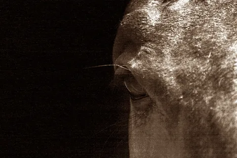 马，马眼，深褐色，近距离，宠物，表情，菜鸟图库，摄影棚拍摄