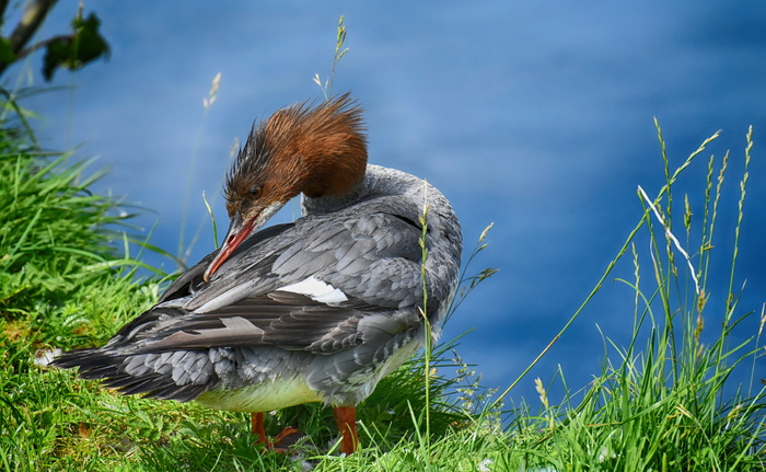 merganser，mergus merganser，鸭鸟，鸭，雄性，德雷克，水鸟，动物