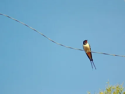 乌克兰,动物,春天,蓝色,黑色,白色,天空,鸟 乌克兰,动物,春天,蓝色,黑色,白色,天空,鸟