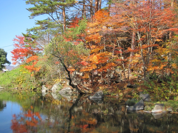 秋天, 秋天的落叶, 植物园, 多彩, 树林, 森林, 枫树, 山