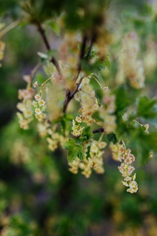 树上树叶的特写镜头