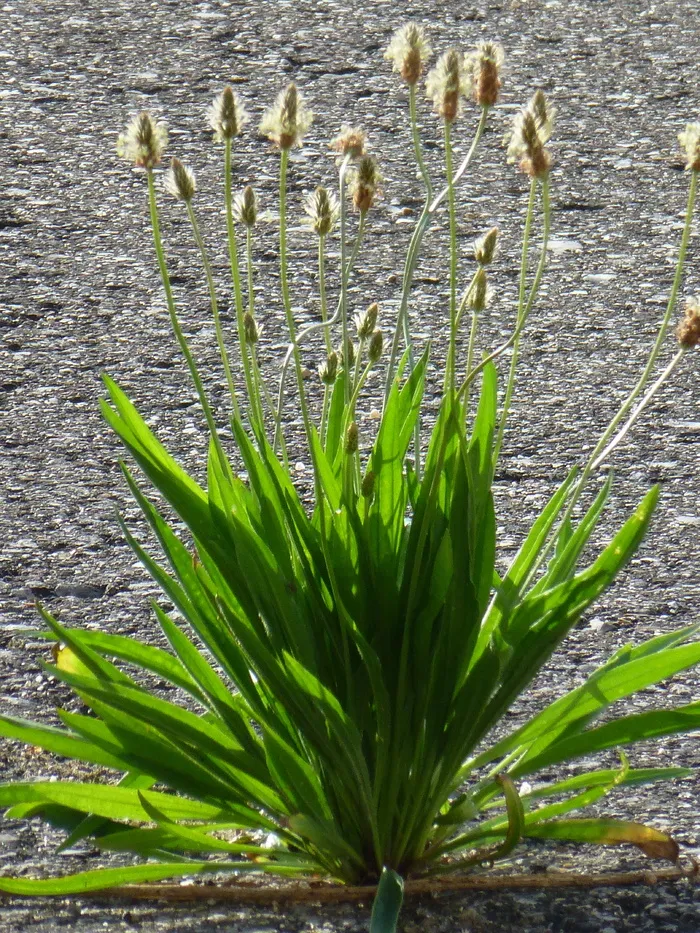 车前草，沥青，道路，植物，杂草，花，大蕉，生长
