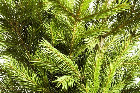 树枝，圣诞树，针叶树，针叶树，复制空间，装饰，常绿，冷杉