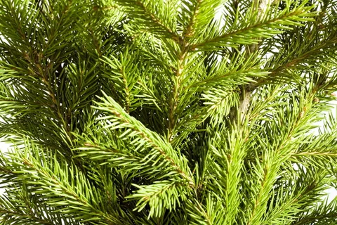 树枝，圣诞树，针叶树，针叶树，复制空间，装饰，常绿，冷杉