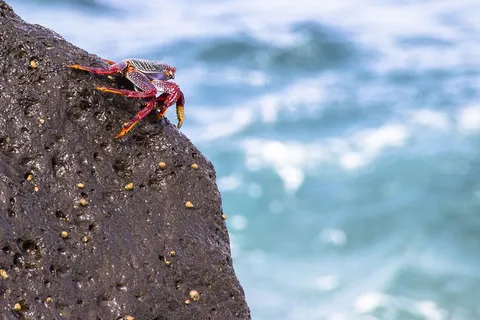 红崖蟹, 蟹, Meeresbewohner, 贝类, 红癌, Grapsus grapsus, 岩, 固体 红崖蟹, 蟹, Meeresbewohner, 贝类, 红癌, Grapsus grapsus, 岩, 固体