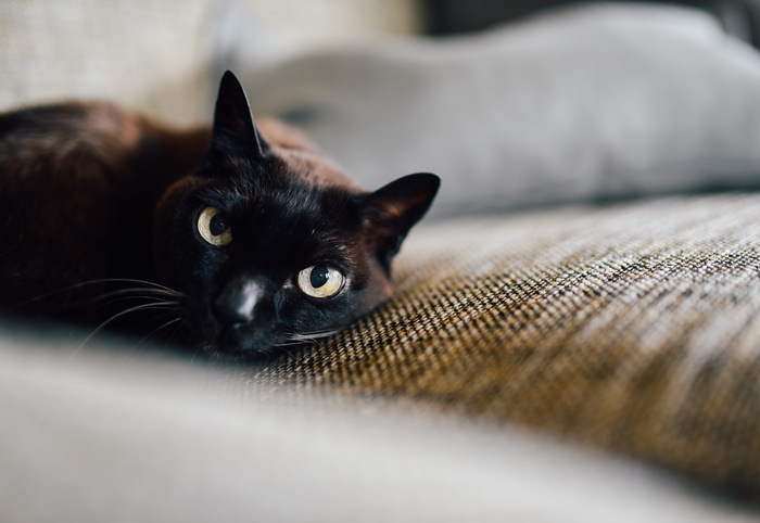 宠物，眼睛，猫，沙发，黑猫，猫眼，休息，沙发