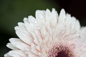 黛西露珠特写照片