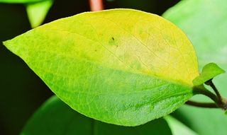 大自然，叶子，绿叶，秋天，明亮的叶子，植物，绿叶，树