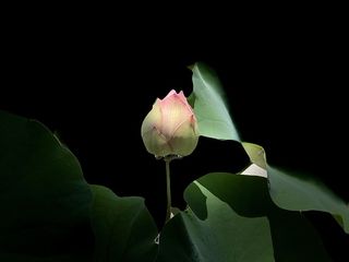 粉色莲花，浅色，淡色，黑色，花蕾，花朵，开花植物，植物