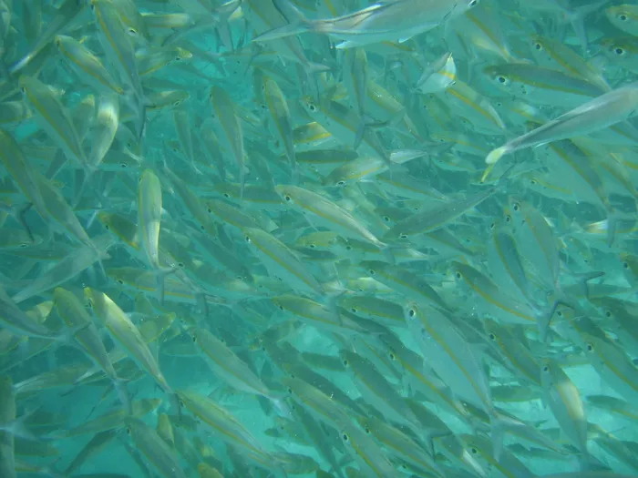 鱼，游泳，游泳，水，海洋，水下，海洋，海洋