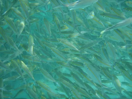 鱼,游泳,游泳,水,海洋,水下,海洋,海洋 鱼,游泳,游泳,水,海洋,水下,海洋,海洋