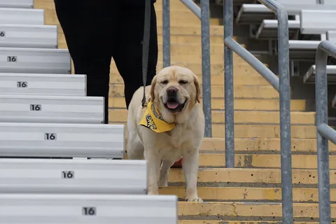 成年黄色拉布拉多猎犬站在*上 成年黄色拉布拉多猎犬站在*上
