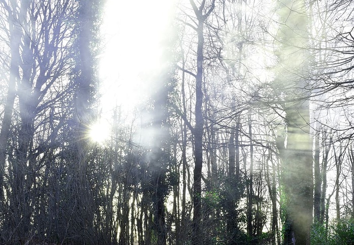 诡异，戏剧性，阳光，阳光，烟雾，薄雾，森林，树木