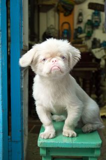 动物，白色，蓝色，眼睛，颜色，古巴，哈瓦那，狗