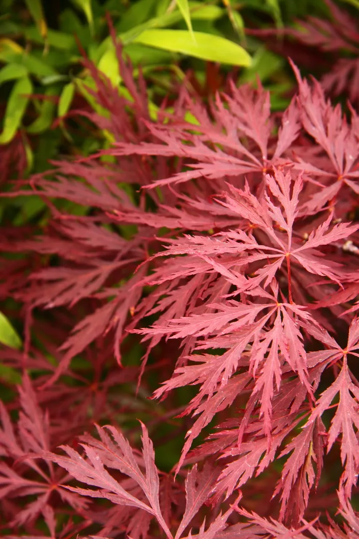 槭树，日本，枫树，红色，叶子，树，日本，枫树，红色，叶子