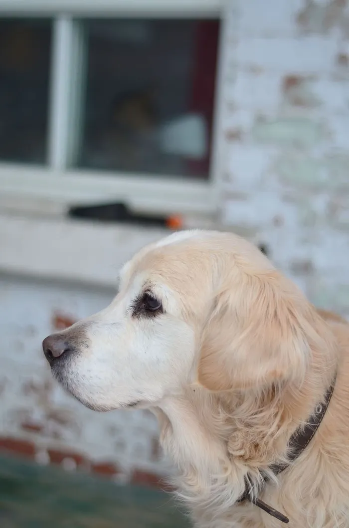 狗，金毛猎犬，金毛猎犬，老狗，老，老太太，老