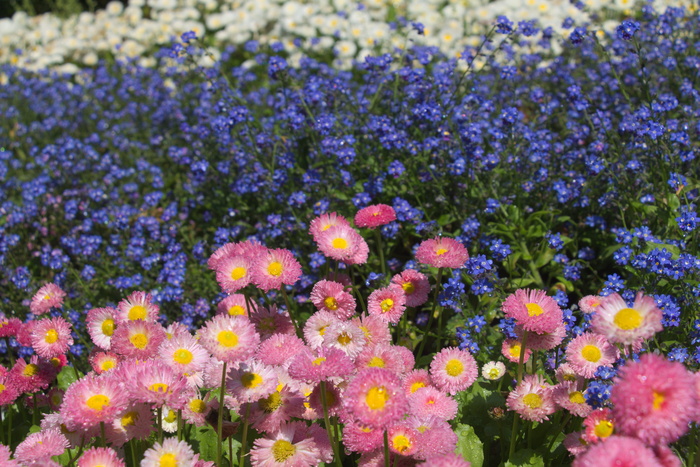 雏菊，花朵，花朵，粉色，玛格丽特，花园，开花植物，花朵