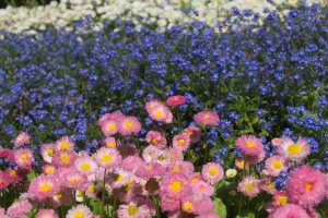 雏菊，花朵，花朵，粉色，玛格丽特，花园，开花植物，花朵