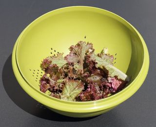 沙拉、滤水器、绿色、塑料网、食品和饮料、食品、室内、碗