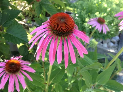 花,紫锥菊,紫色,开花植物,锥花,植物,新鲜,美丽 花,紫锥菊,紫色,开花植物,锥花,植物,新鲜,美丽