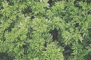 绿色植物，绿色，叶子，植物，自然，绿色，植物，背景