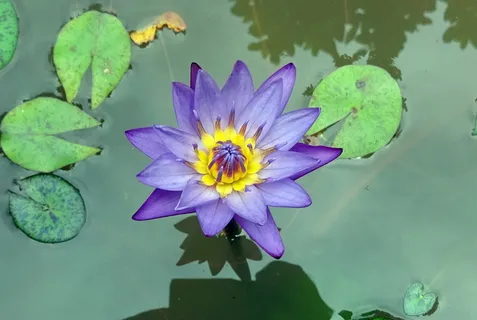 紫色,睡莲花,水,百合,花,睡莲,热带,白昼花 紫色,睡莲花,水,百合,花,睡莲,热带,白昼花