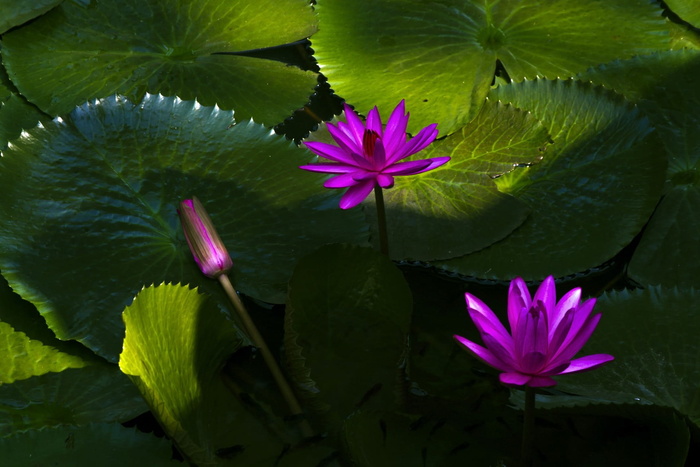 百合、莲花、植物、水生、花卉、异国情调、盛开、天然