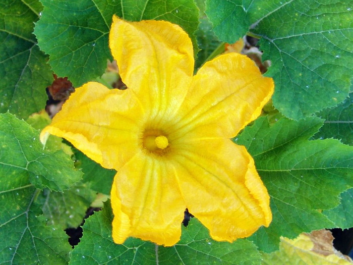 花，西葫芦，小胡瓜，黄色，蔬菜，叶子，特写，植物部分