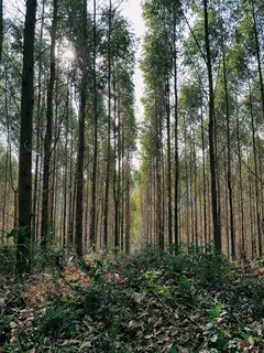 绿树和绿树 绿树和绿树
