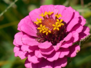 一年生、百日草、自然、花卉、明亮、植物、夏季、活力