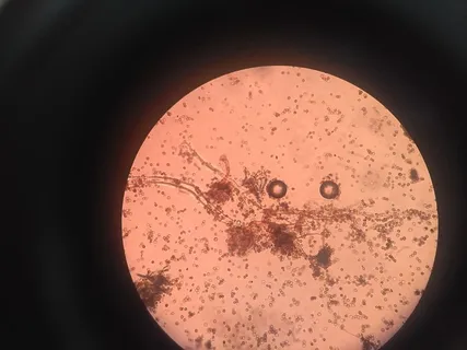 家庭作业、微生物学、生物学、生物化学、实验室、科学、讲师、显微镜 家庭作业、微生物学、生物学、生物化学、实验室、科学、讲师、显微镜