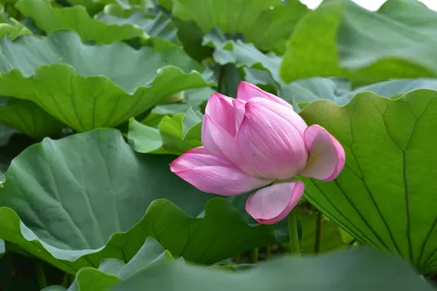 睡莲、花朵、花朵、池塘、自然、水生植物、粉红色、罗森格斯湖 睡莲、花朵、花朵、池塘、自然、水生植物、粉红色、罗森格斯湖