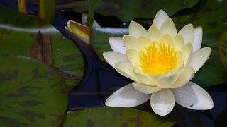 白色睡莲花在睡莲垫上。
