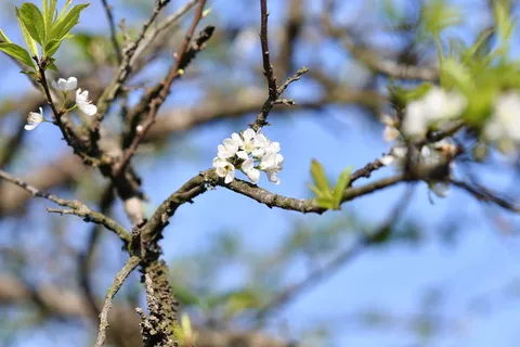 李子、湄洲、越南、植物、树木、树枝、生长、自然 李子、湄洲、越南、植物、树木、树枝、生长、自然