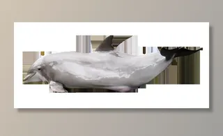 海豚，野生，动物，自然，鱼类，海洋，海洋，室内