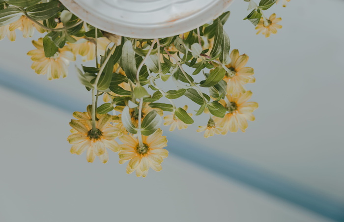 白色陶瓷花盆上花瓣的低角度摄影