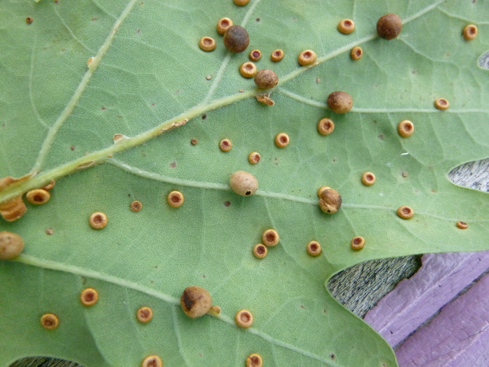 植物加勒、害虫、犬儒、轻钱币、丝扣胆汁、板栗瘿蜂、昆虫、德国橡木