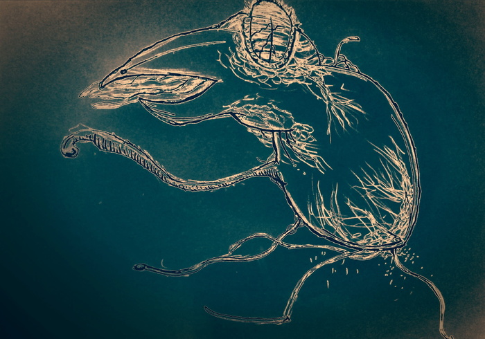 图形, 超现实主义, 鸟, 谋杀, 素描, 恐怖电影, 动物, 动物主题